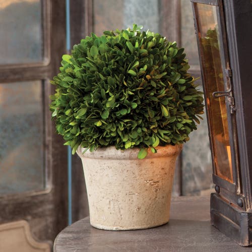 Napa Home & Garden 8in Ball In Pot In Green
