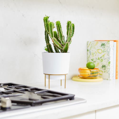 Bloem Hopson 10 Inches Casper White Planter W/ Metal Gold Stand In White
