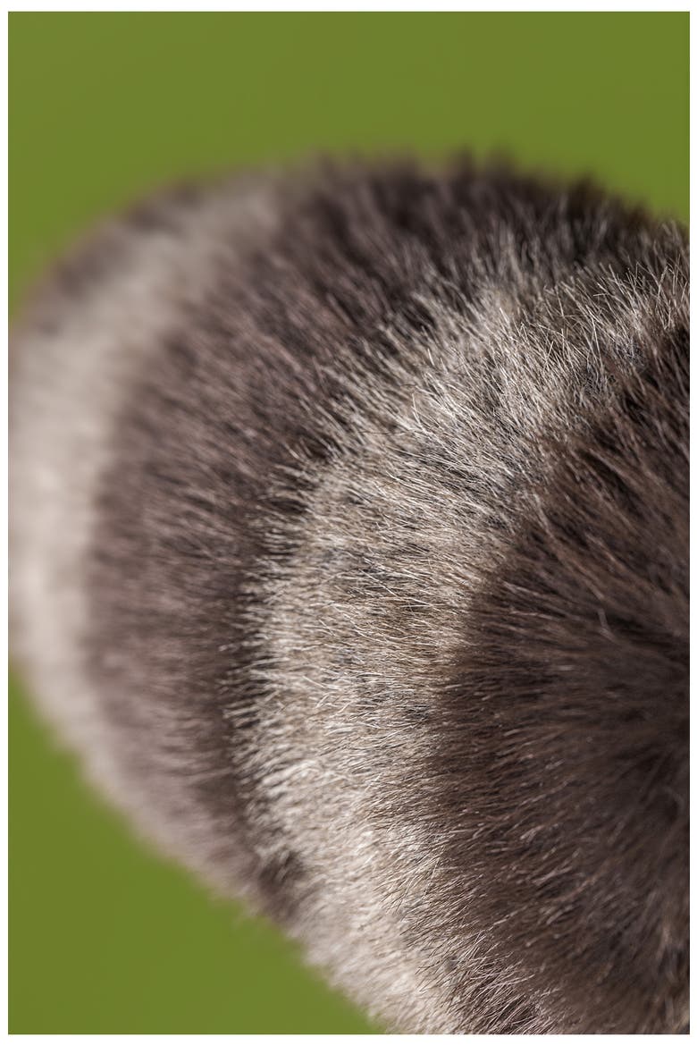 Trixiwoo Raccoon, Alternate, color, GREY MULTI