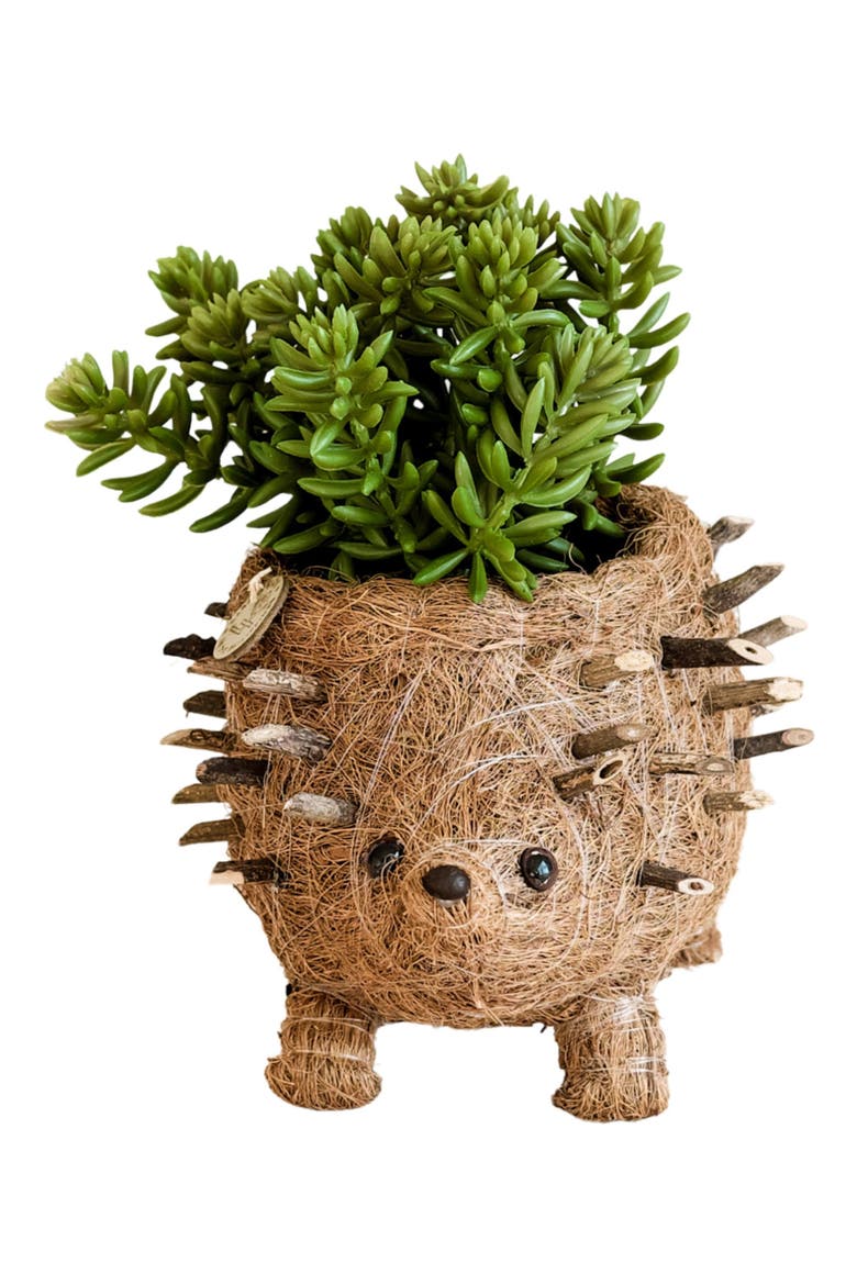 Baby Hedgehog Handwoven Planter, Alternate, color, BROWN