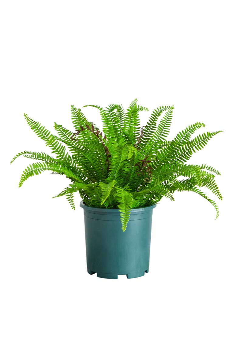 23-in UV Resistant Artificial Real Touch Boston Fern Plant, Main, color, Green