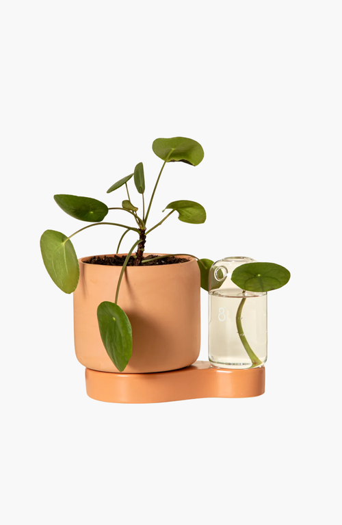 Uncommon Goods Self-watering Planter And Propagation Station In Light Brown