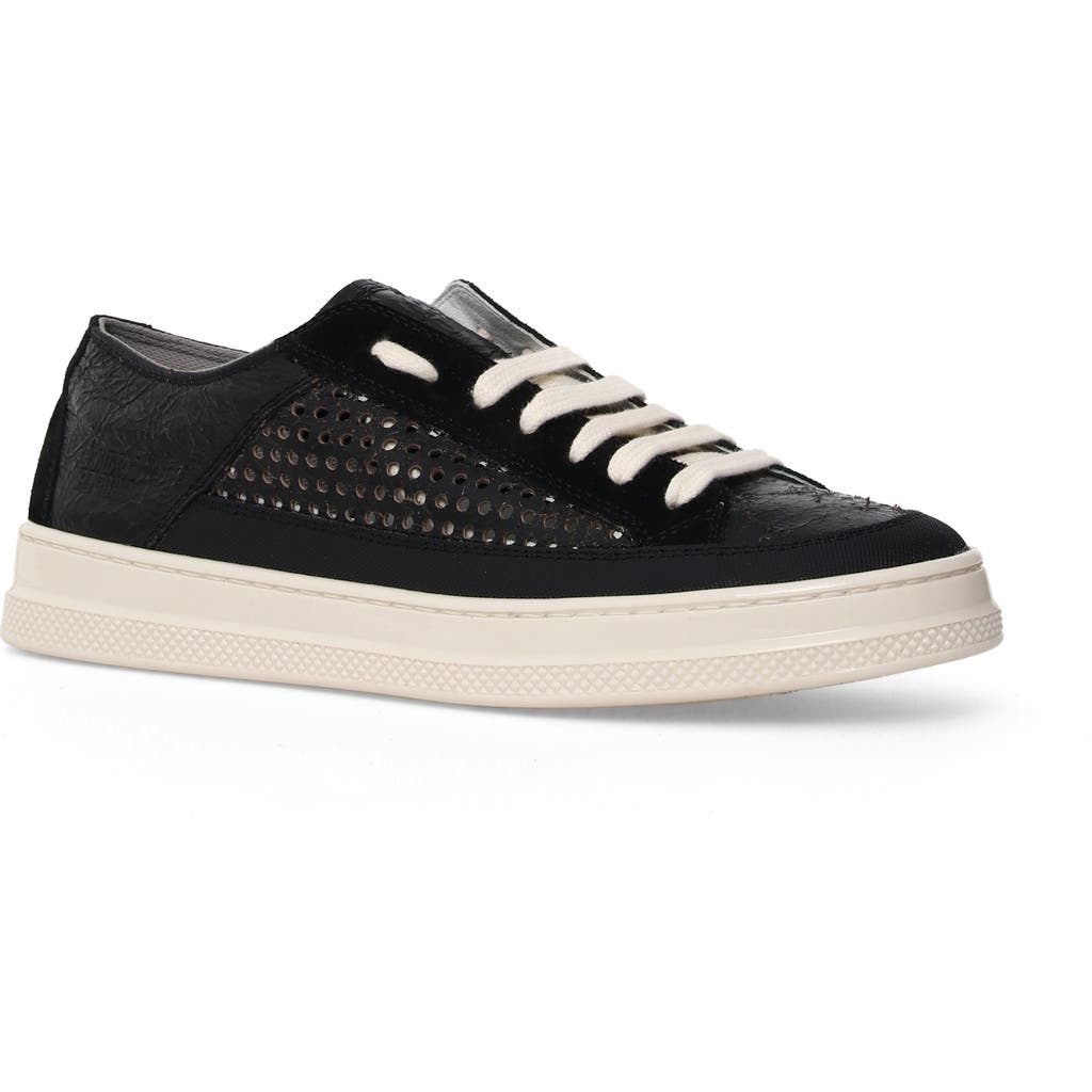 Candice Cooper Tim Perforated Leather Lace-up Sneaker In Black
