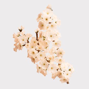 Her Blossom Eau de Toilette