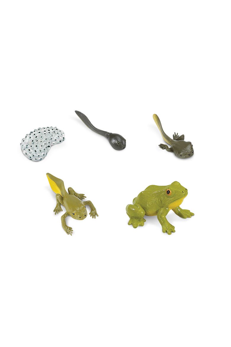 Life Cycle Of A Frog, Alternate, color, No Color