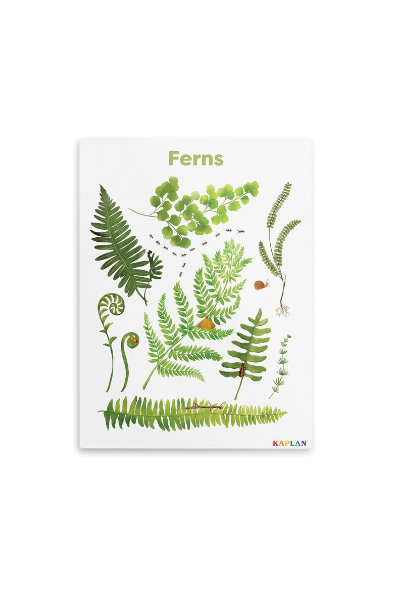 Fern Giclee Classroom Wall Print, Main, color, green