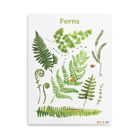 Fern Giclee Classroom Wall Print