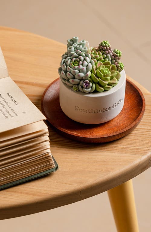 Southlake Gifts Assorted Succulent Candle With Concrete Vessel In Light Gray/off-white