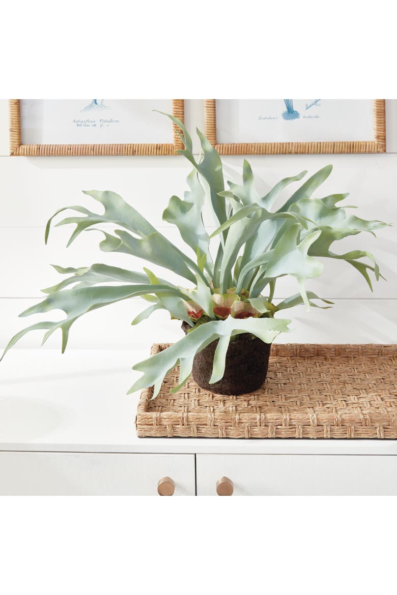 Staghorn Fern Drop-In 21", Alternate, color, Green