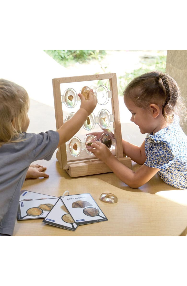 Kaplan Early Learning Company Specimen Stones Fossils - 9 Stones, Alternate, color, Multicolored