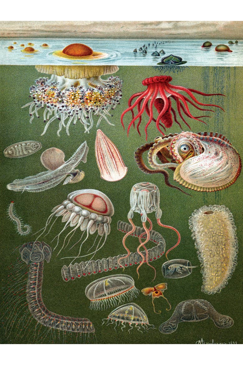 Under the Sea 1000 Piece Puzzle, Alternate, color, No Color