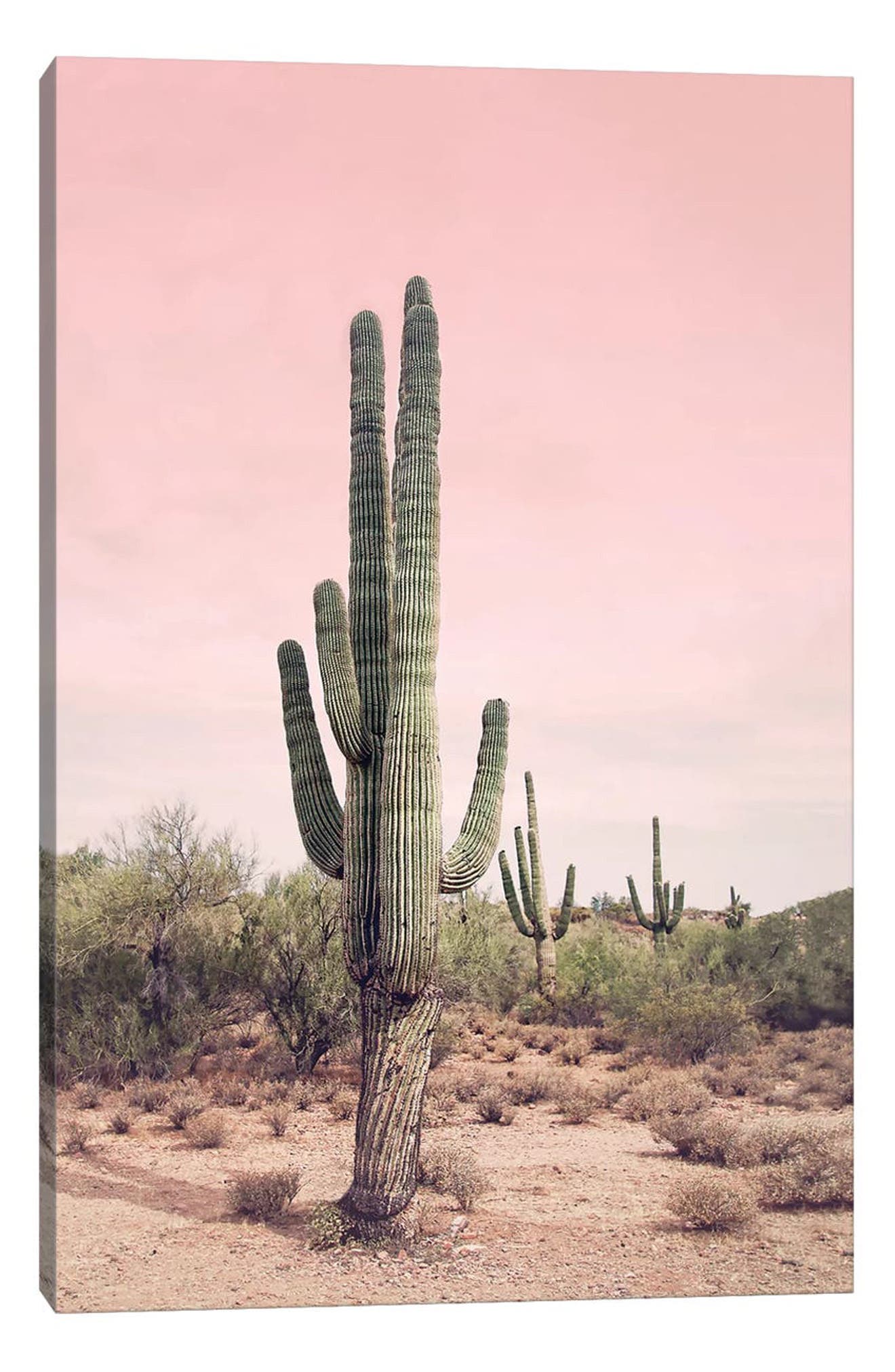 iCanvas Cactus Photography Canvas Print
