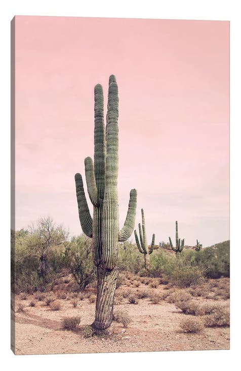 Cactus Photography Canvas Print