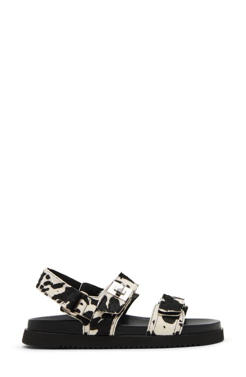 Shop Steve Madden Mona Sandal In Black/white Calf Hair