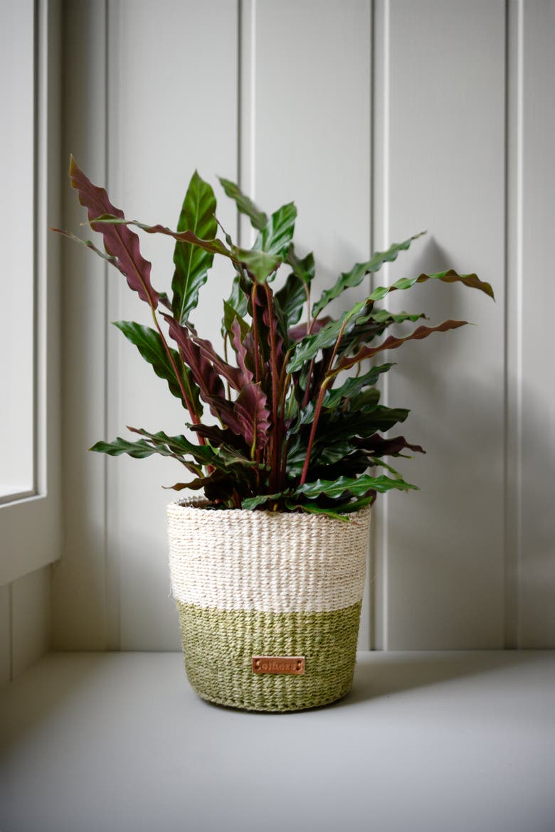 Striped Flower Pot, Alternate, color, Green