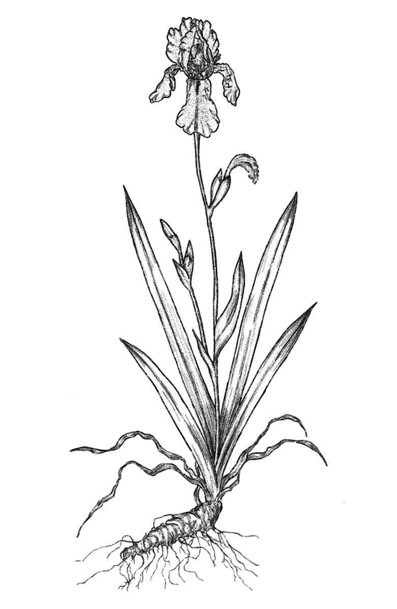 AMOUAGE Lustre Eau de Parfum, Alternate, color,