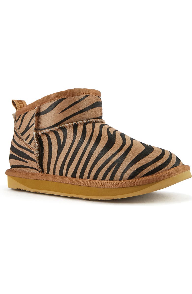 Australia Luxe Collective Cosy Ultra Short Genuine Shearling Bootie, Main, color, Zebra