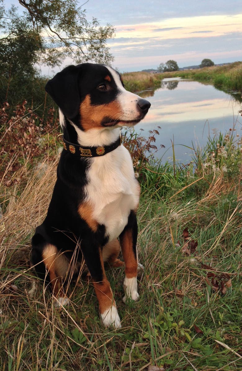 ALPEN SCHATZ Contemporary 17-Inch Swiss Dog Collar, Main, color,