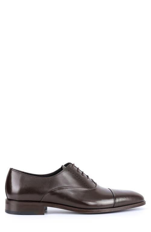 Vellapais Dinero Perforated Oxford In Dark Brown