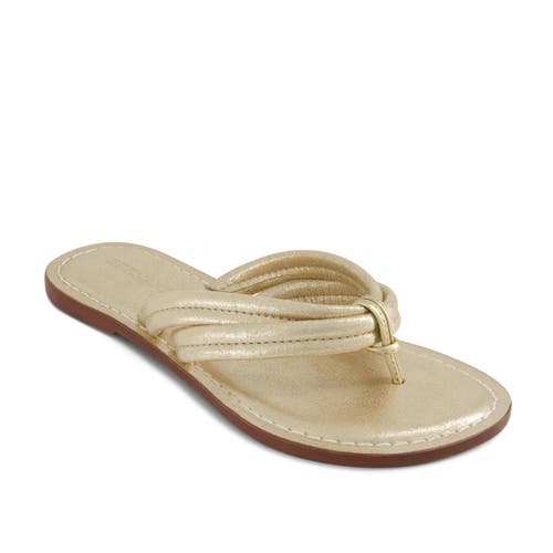 Bernardo Footwear Miami Thong Sandal In Distressed Platinum