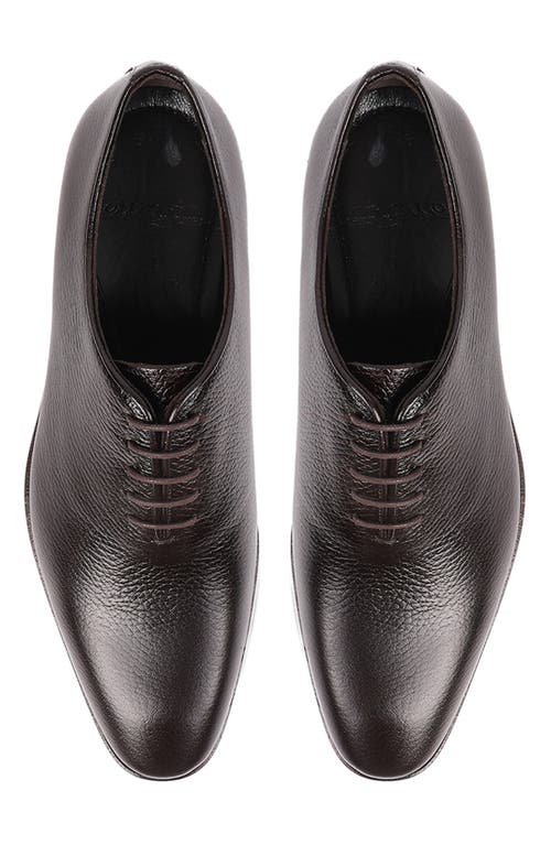 Vellapais Newark Oxford In Dark Brown