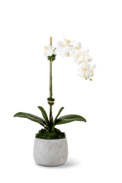 Cocobella Wesley Realtouch Cement Orchid In White