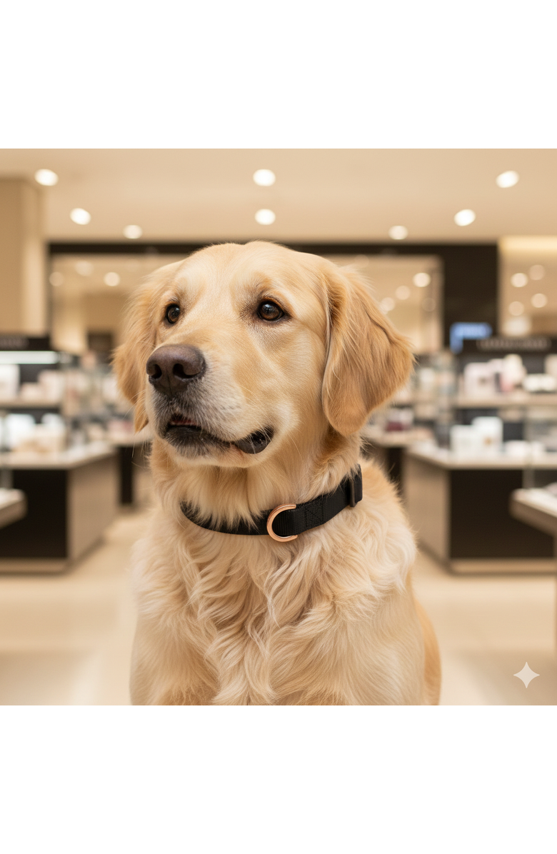 Dogistry City Collar, Alternate, color, Black - Extra Small