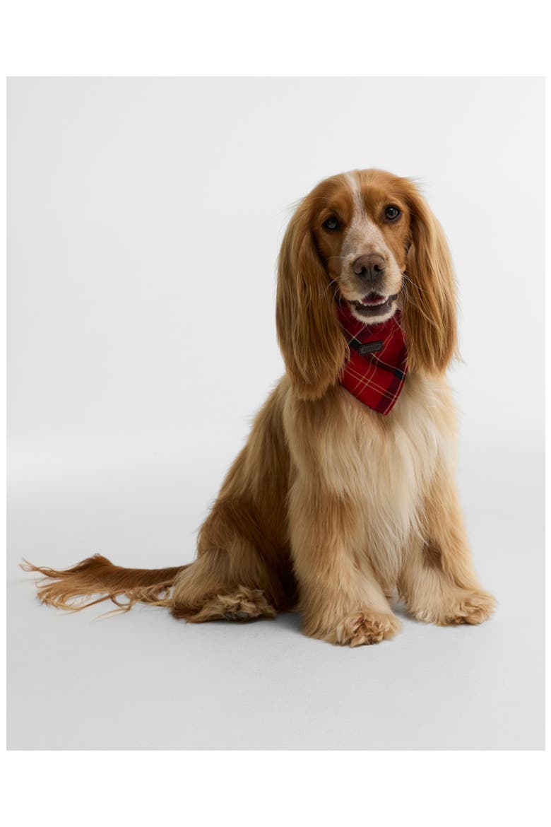 Tartan Dog Bandana, Alternate, color, CARDINAL TARTAN
