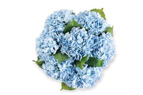 Cocobella Ian Realtouch Hydrangea Arrangement In Azure