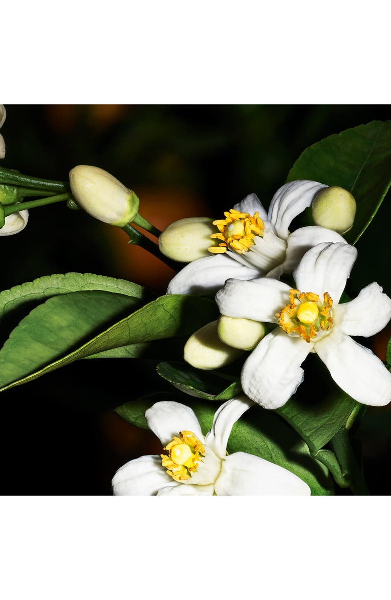 Yves Saint Laurent 66 Marrakech Candle - Les Vestiaire des Parfums, Alternate, color,