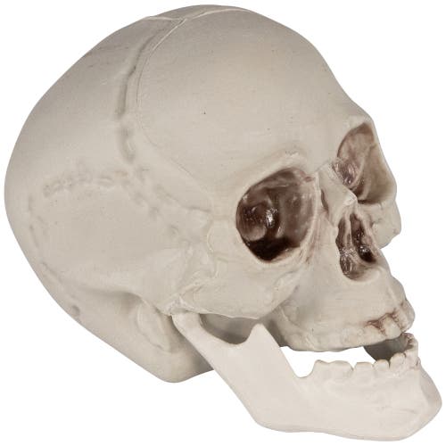 Northlight Skeleton Skulls Halloween Decorations In White