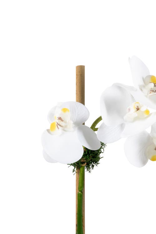 Cocobella Wesley Realtouch Cement Orchid In White