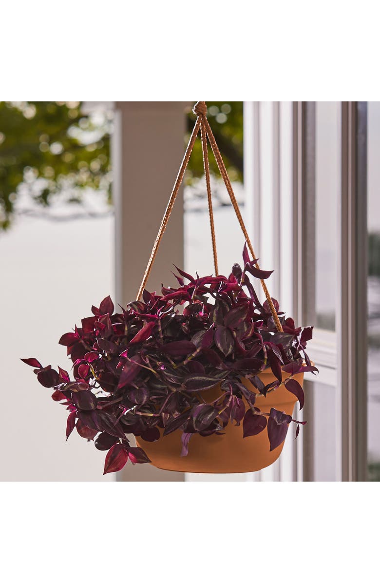 Bloem Dura Cotta Self Watering Hanging Basket Planter 12 Inch Terra Cotta, Alternate, color, Brown