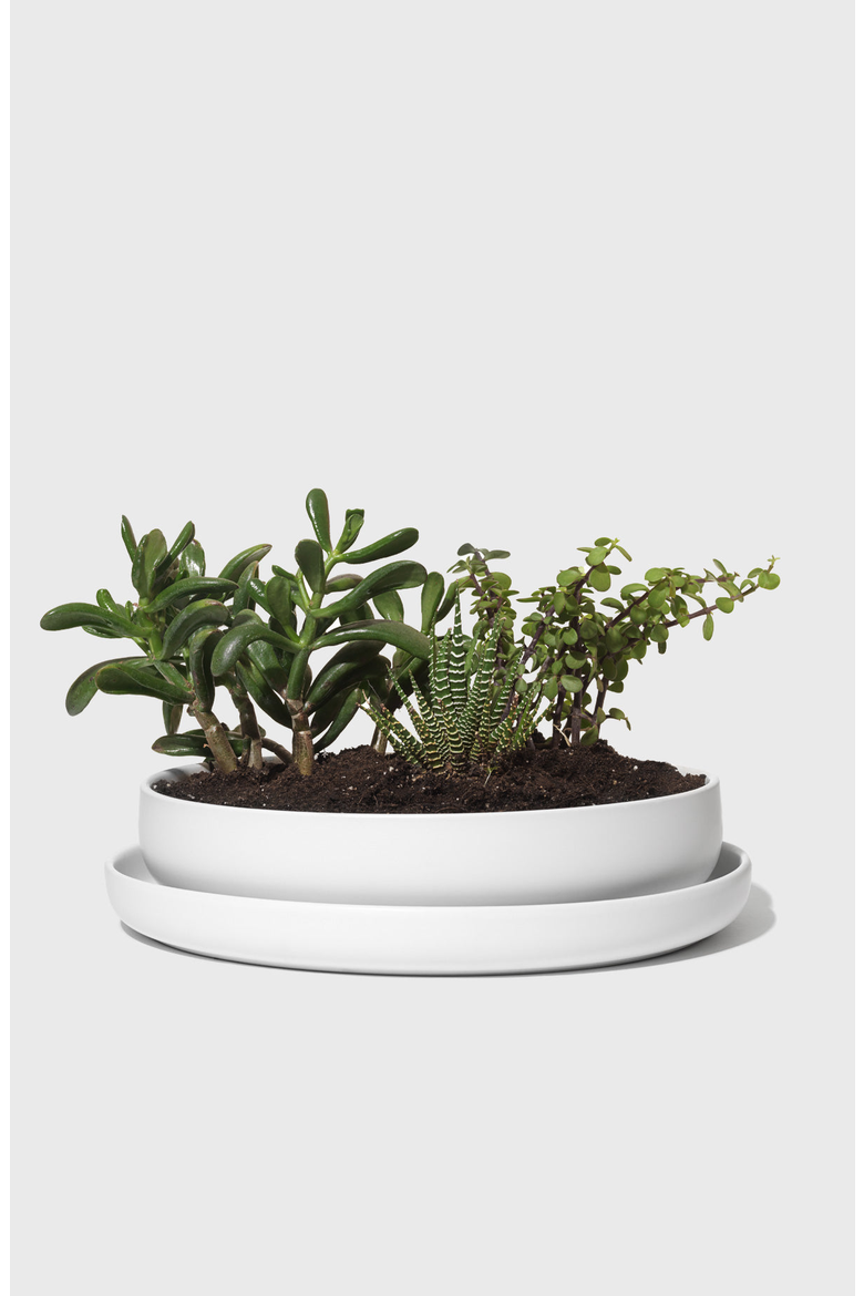 Stoneware Succulent Planter, Alternate, color, Matte White