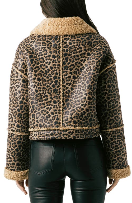 Blanknyc Bonded Leopard Print Faux Shearling Moto Jacket In Brown