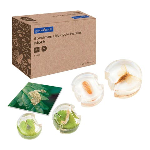 Specimen Life Cycle Puzzles Moth