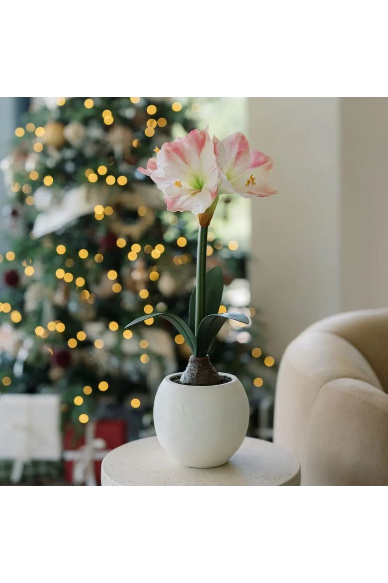 24" White & Pink Amaryllis Bulb in Round Pot, Alternate, color, White & Pink