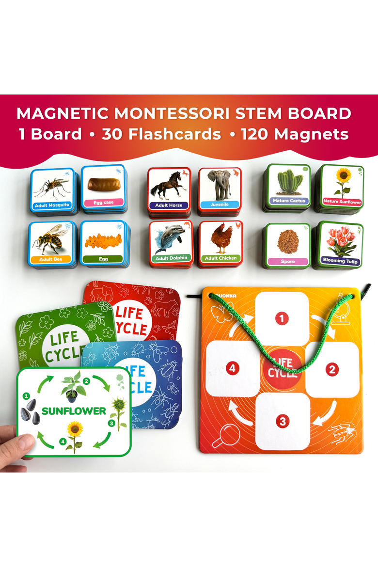 Kids Magnetic Learning Cards Set Life Cycle, Alternate, color, Part 1