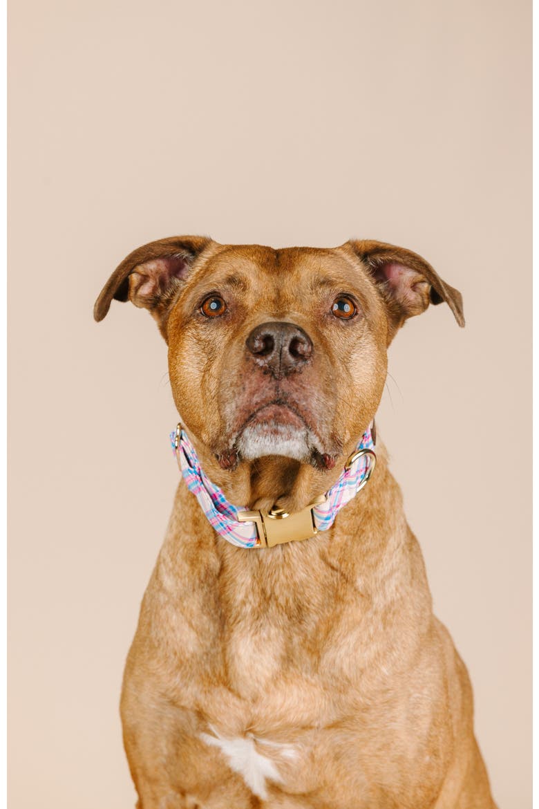 Whitley Dog Collar, Alternate, color, Whitley