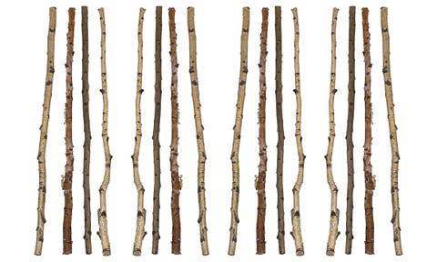 Birch Branch