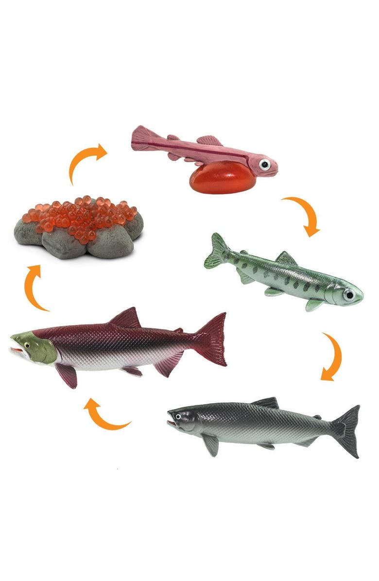 Safari Ltd. Life Cycle Of A Salmon, Alternate, color, 