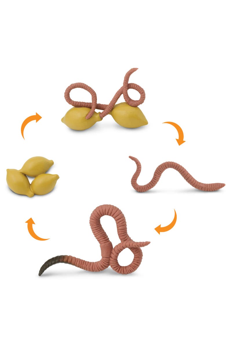 Safari Ltd. Life Cycle Of A Worm, Alternate, color, NO COLOR