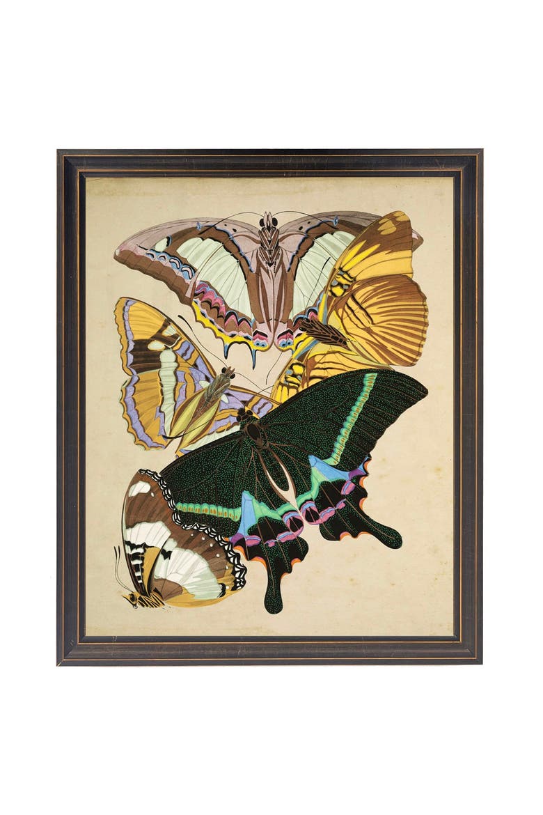 Multicolored Moths in Black and Gold Frame, Main, color, Multi
