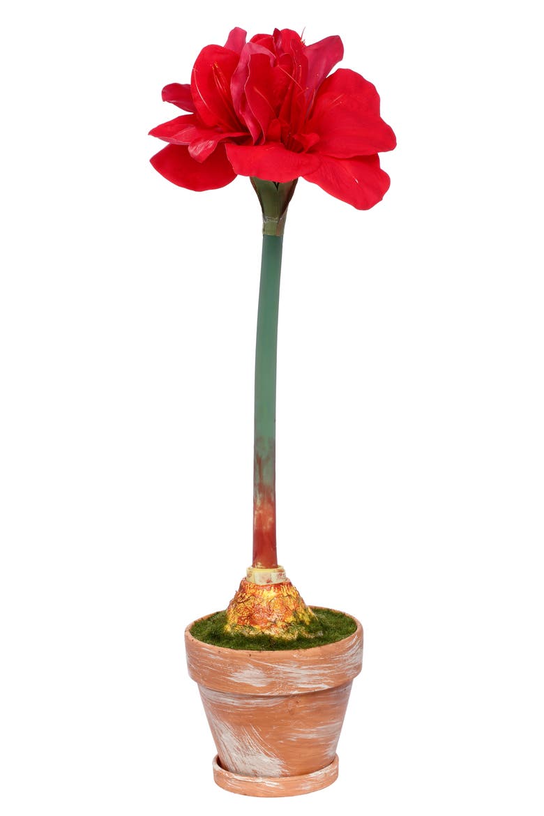 Potted Amaryllis Flower, Set of 2, Main, color, Red