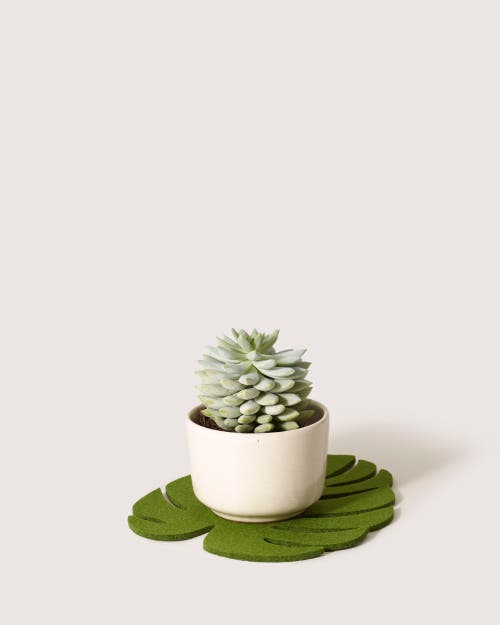 Graf & Lantz Graf Lantz Merino Wool Medium Monstera Trivet In Loden Green