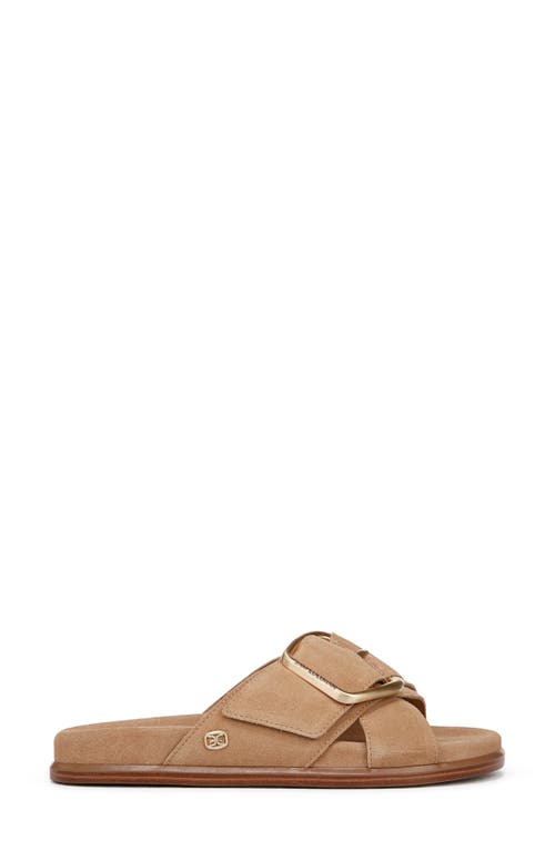 Sam Edelman Darla Buckle Slide Sandal Cyprus Tan Suede In Cyprus Tan