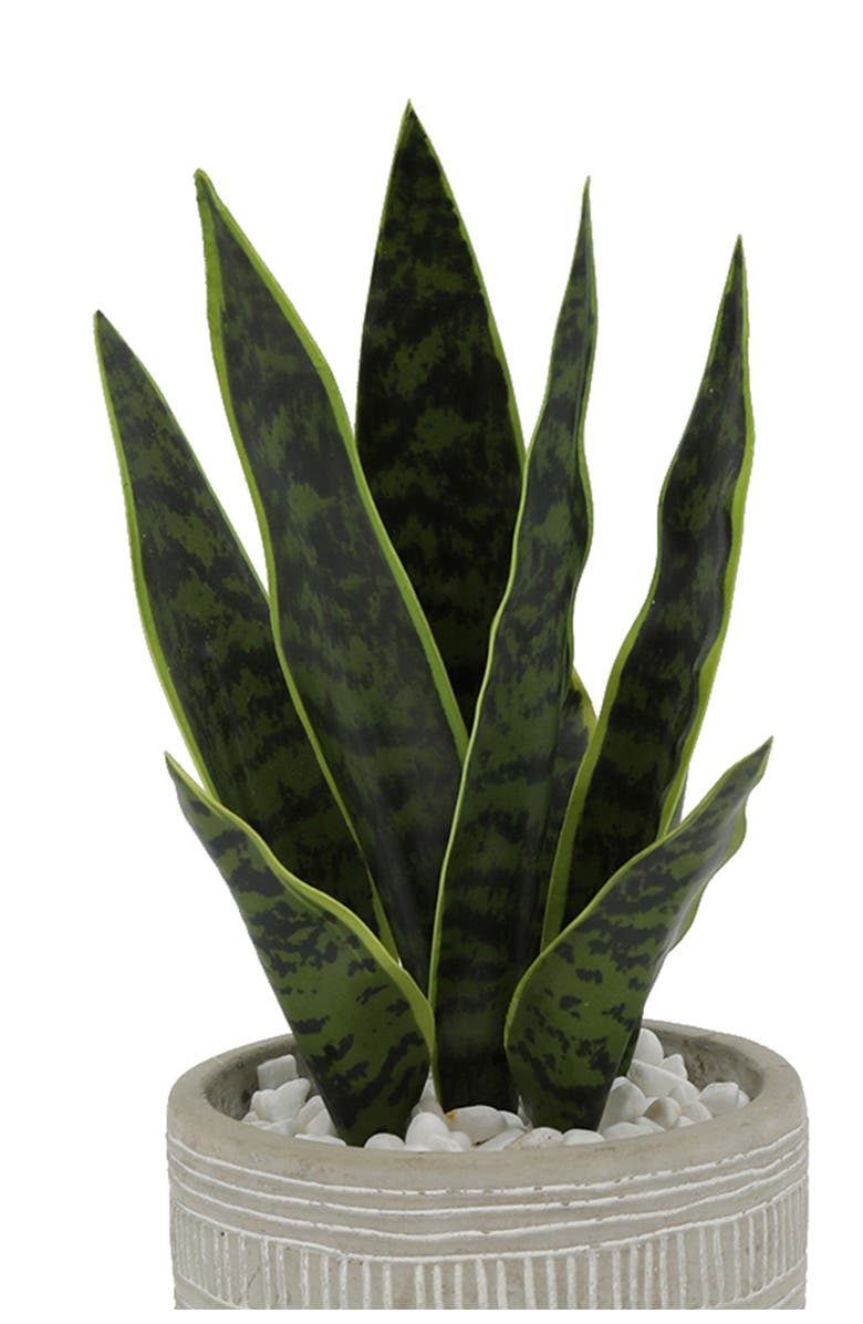 FLORA BUNDA 12"H Snake plant in 4.75" Pueblo Cement Pot, Alternate, color,