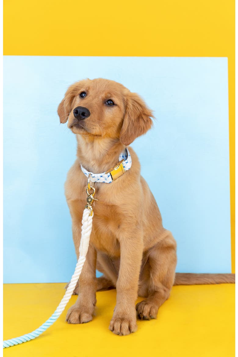 Drew Dog Collar, Alternate, color, Drew
