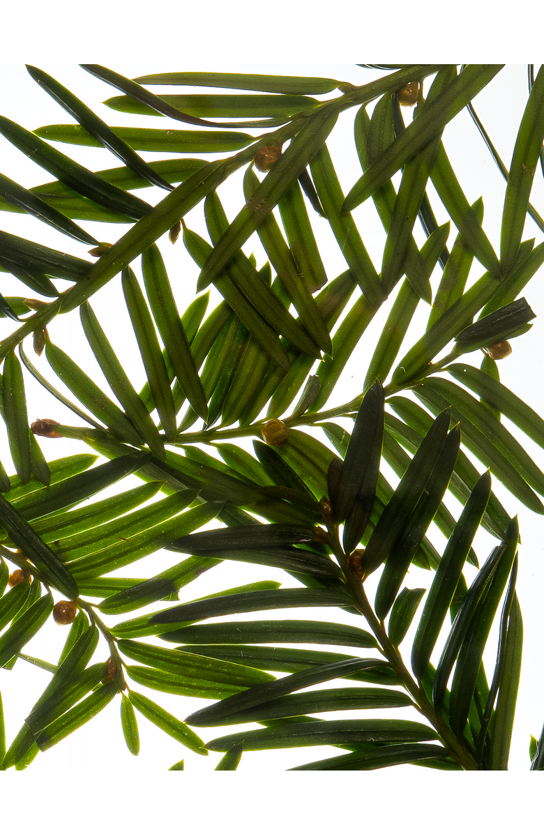 Esas NYC Noble Hamam Deo Body Spray - Fresh Pine & Resinous Woods, Alternate, color, 3.4 Oz