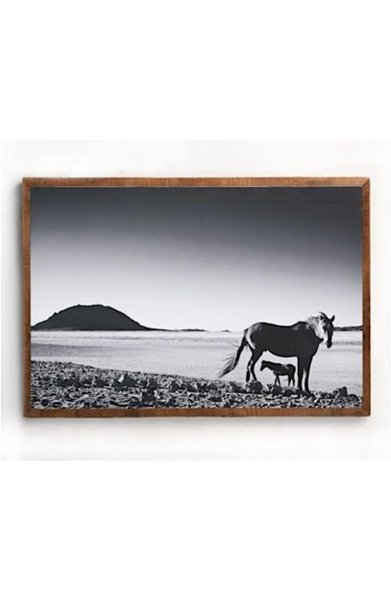 Mbare Foal - Fine Art Canvas Print by David Ballam, Alternate, color,